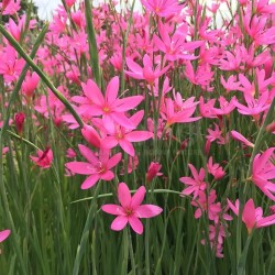 Hesperantha coccinea Pink Butterflies® 'MACHESHY001'