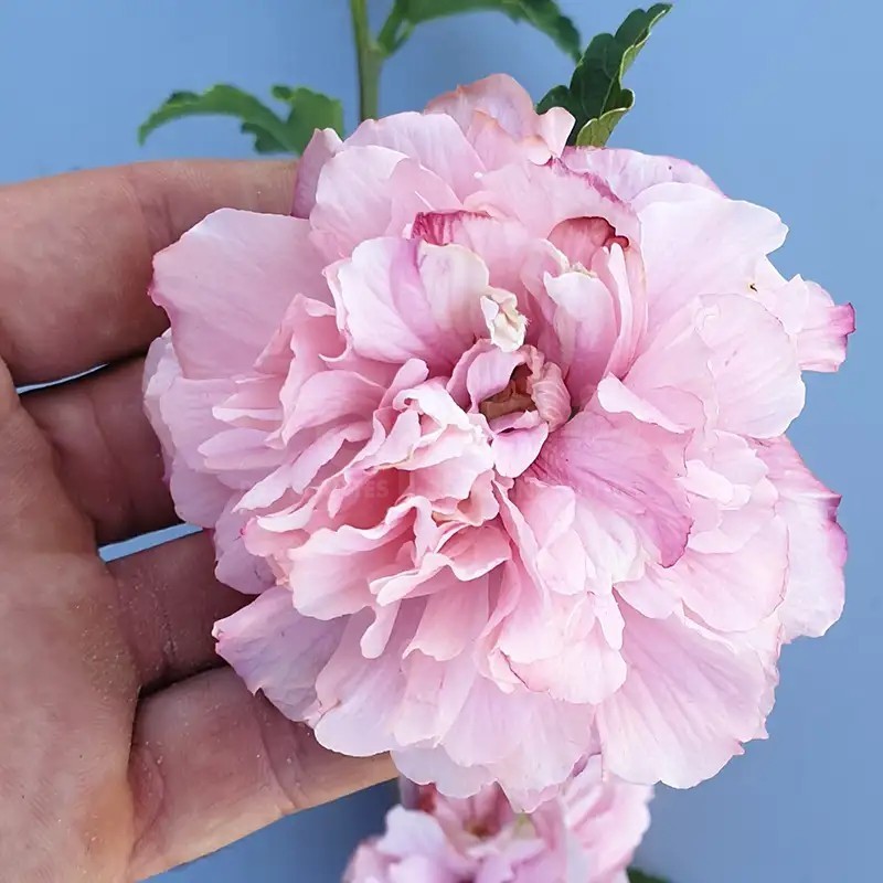 Hibiscus syriacus FRENCH CABARET® PINK 'MINDOUPI7'