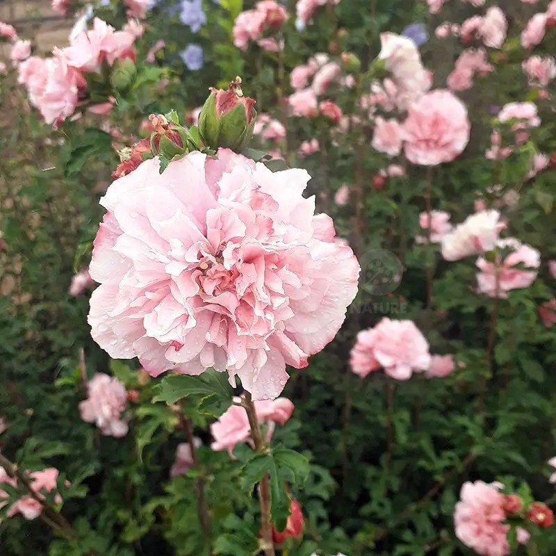 Hibiscus syriacus FRENCH CABARET® PINK 'MINDOUPI7'
