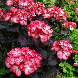 Hydrangea macrophylla x serrata BLACK VELVET® 'DARBI'