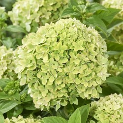 Hydrangea paniculata Living Little Apple® 'LC-N024'