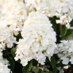 Hydrangea paniculata Living Little Blossom® 'LCNO8'