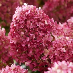 Hydrangea paniculata Living Little Rosy® 'LCNO16'