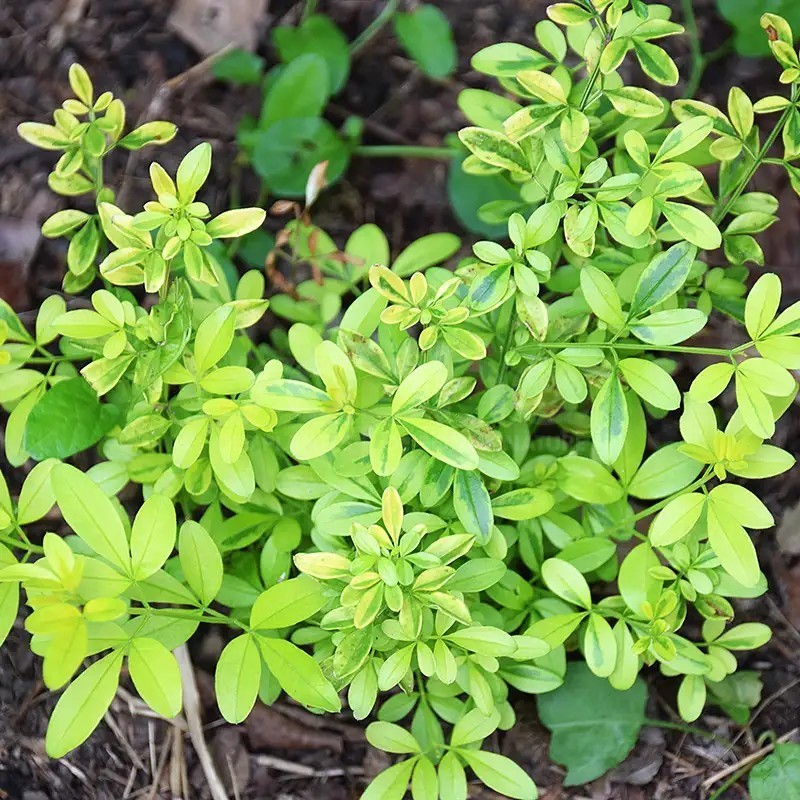 Jasminum mesnyi GOLD TOUCH® 'CLDO'