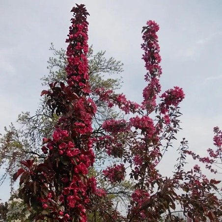 Malus x LE PHARE® 'RS-KRC'