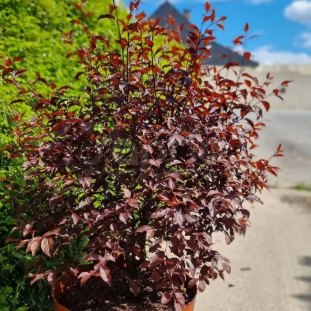 Prunus cerasifera Nigra Dwarf