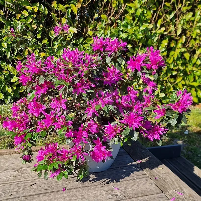 Azalea x STEREN® Purple 'KOPUR'