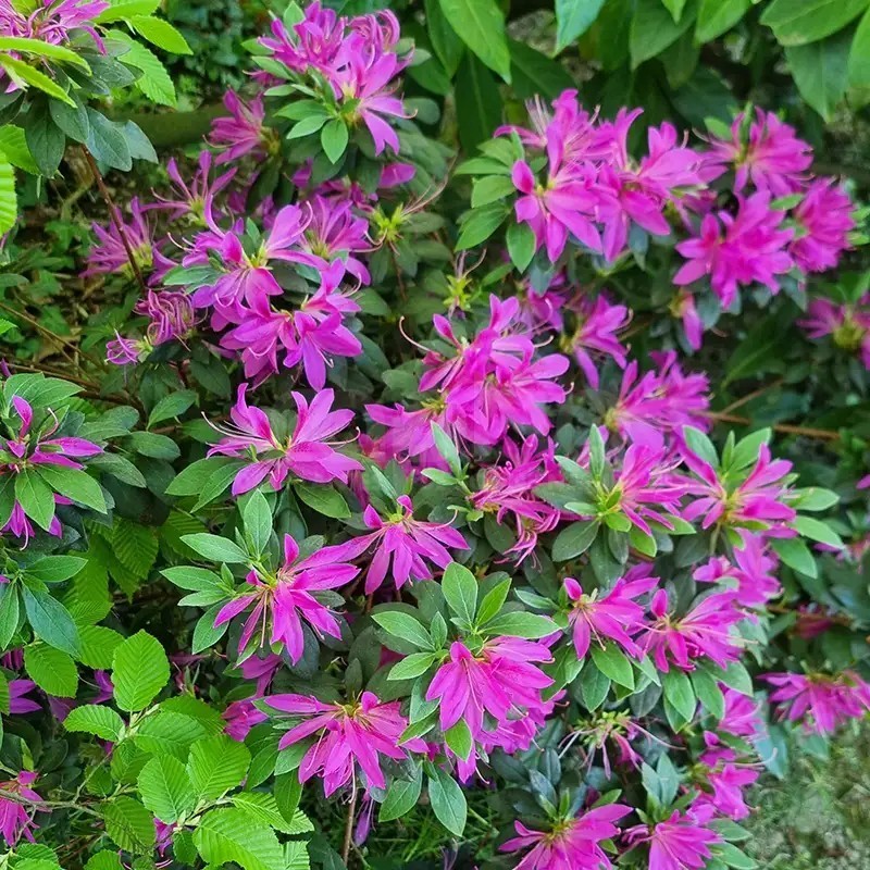 Azalea x STEREN® Purple 'KOPUR'