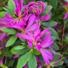 Azalea x STEREN® Purple 'KOPUR'