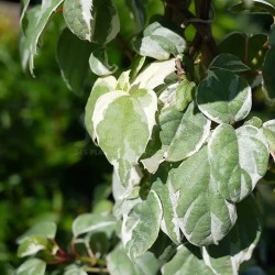 Schizophragma elliptifolium LACY HEART® 'Monhart'