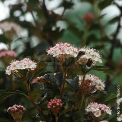 Physocarpus opulifolius DIABLE D'OR® II 'Minpourp8'
