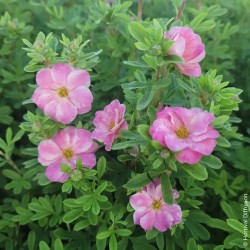 Potentilla fruticosa Double Punch® Pink 'Minpopink05'