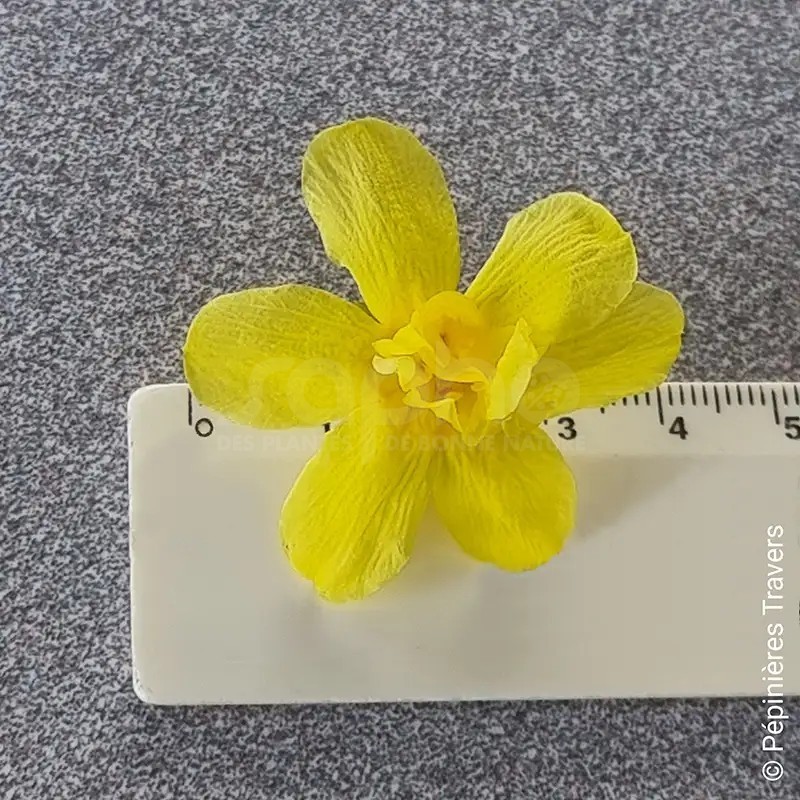 Jasminum mesnyi GOLD TOUCH® 'CLDO'