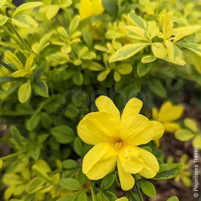 Jasminum mesnyi GOLD TOUCH® 'CLDO'