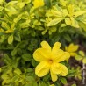 Jasminum mesnyi GOLD TOUCH® 'CLDO'