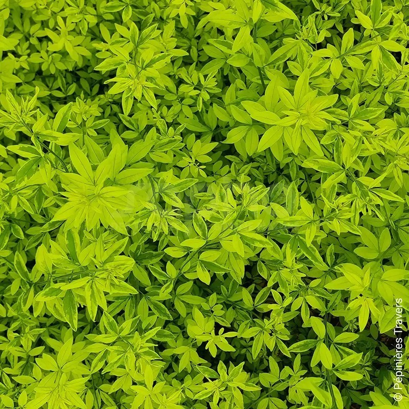 Jasminum mesnyi GOLD TOUCH® 'CLDO'