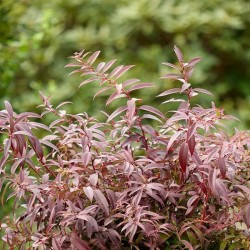 Leucothoe axillaris MAGICAL® 'ReJoyce'
