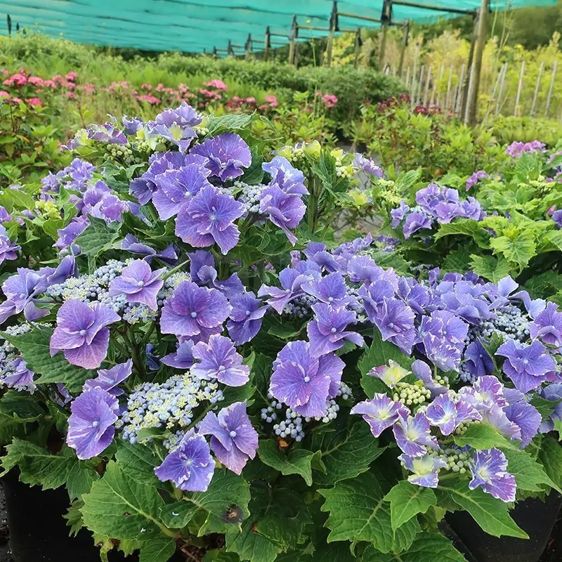 Hydrangea macrophylla SO LONG® 'Starlit Sky'