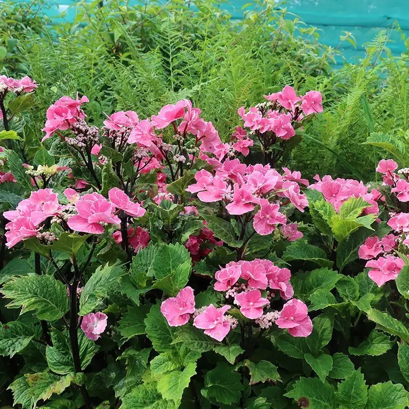Hydrangea macrophylla SO LONG® 'Aya'
