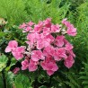 Hydrangea macrophylla SO LONG® 'Aya'