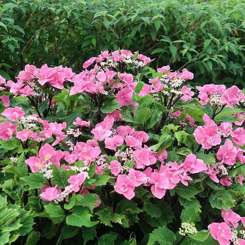 Hydrangea macrophylla SO LONG® 'Aya'