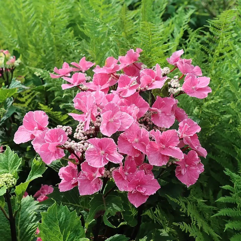 Hydrangea macrophylla SO LONG® 'Aya'