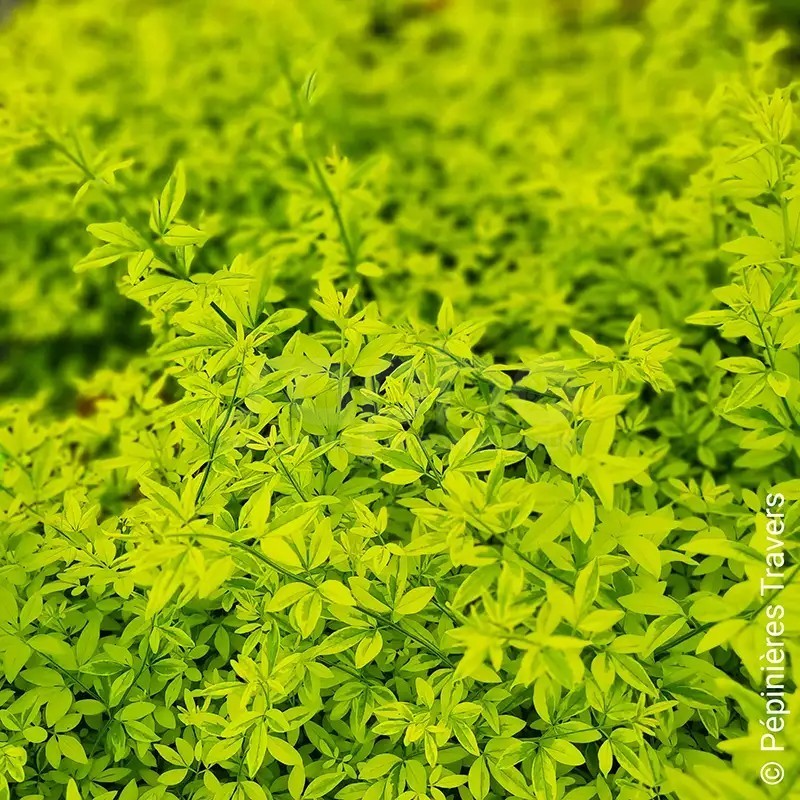 Jasminum mesnyi GOLD TOUCH® 'CLDO'