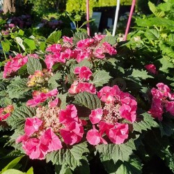 Hydrangea macrophylla SO LONG® 'Starlit Sky'
