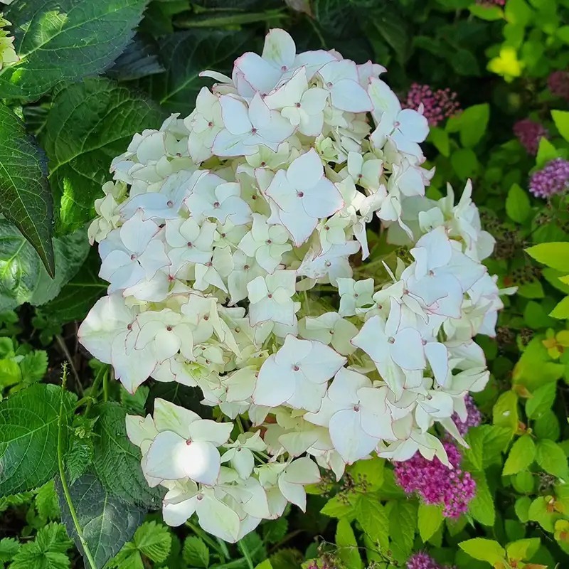 Hydrangea macrophylla DOLCE® France 'DOLFRANC'