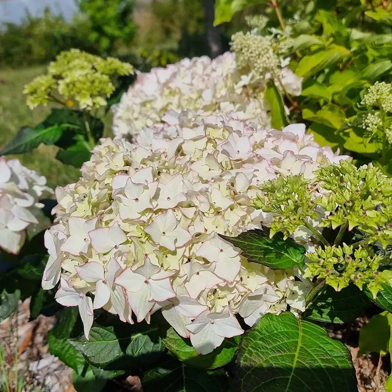 Hydrangea macrophylla DOLCE® France 'DOLFRANC'