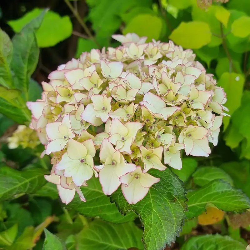 Hydrangea macrophylla DOLCE® France 'DOLFRANC'