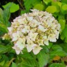 Hydrangea macrophylla DOLCE® France 'DOLFRANC'