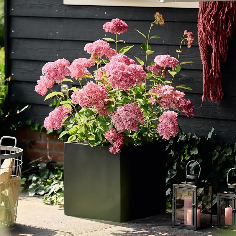 Hydrangea arborescens  MAGICAL® Dark Pink 'Bokodapi'