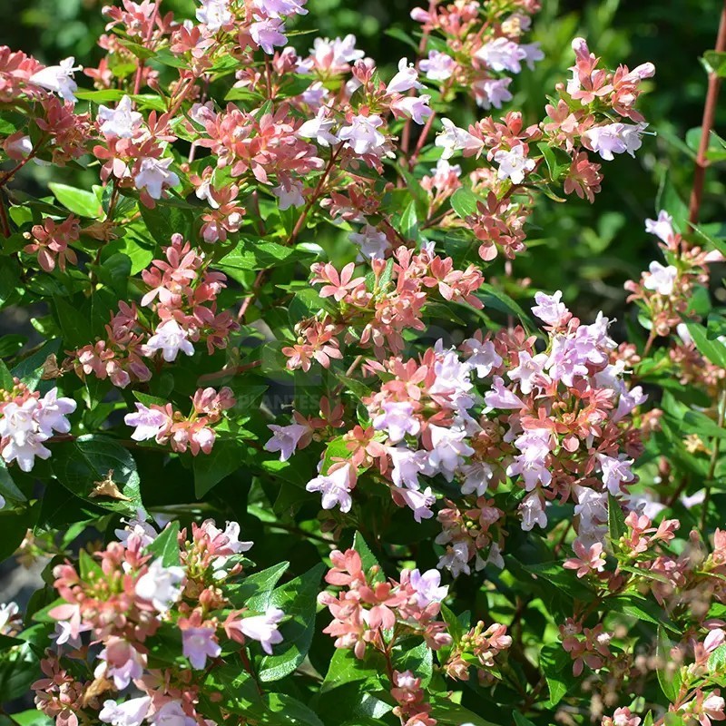 Abelia 'Raspberry Profusion'