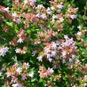 Abelia 'Raspberry Profusion'