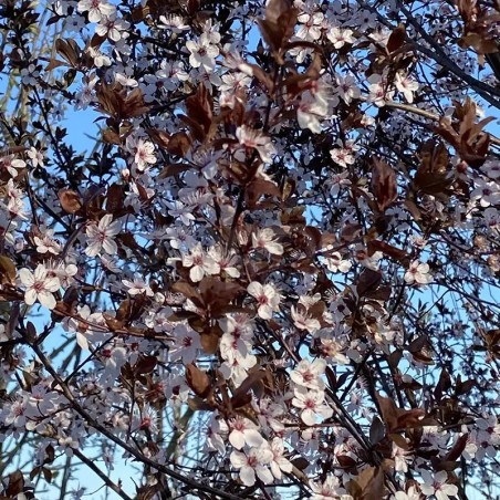 Prunus cerasifera Nigra Dwarf