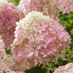 Hydrangea paniculata Living Little Love® 'LCNO20'