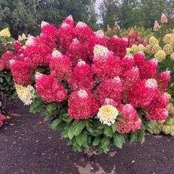 Hydrangea paniculata Living Red Velvet® 'LC-NO19'
