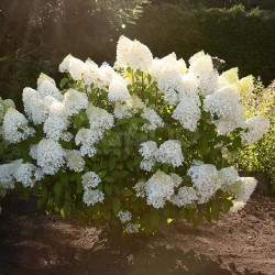 Hydrangea paniculata Living Sugar Rush® 'LCNO11'