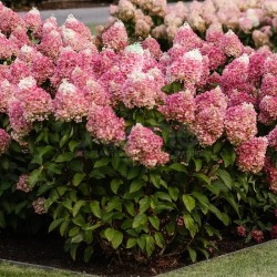 Hydrangea paniculata Living Pinky Promise® 'LCNO12'