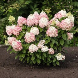 Hydrangea paniculata Living Colourful Cocktail® 'LCNO15'