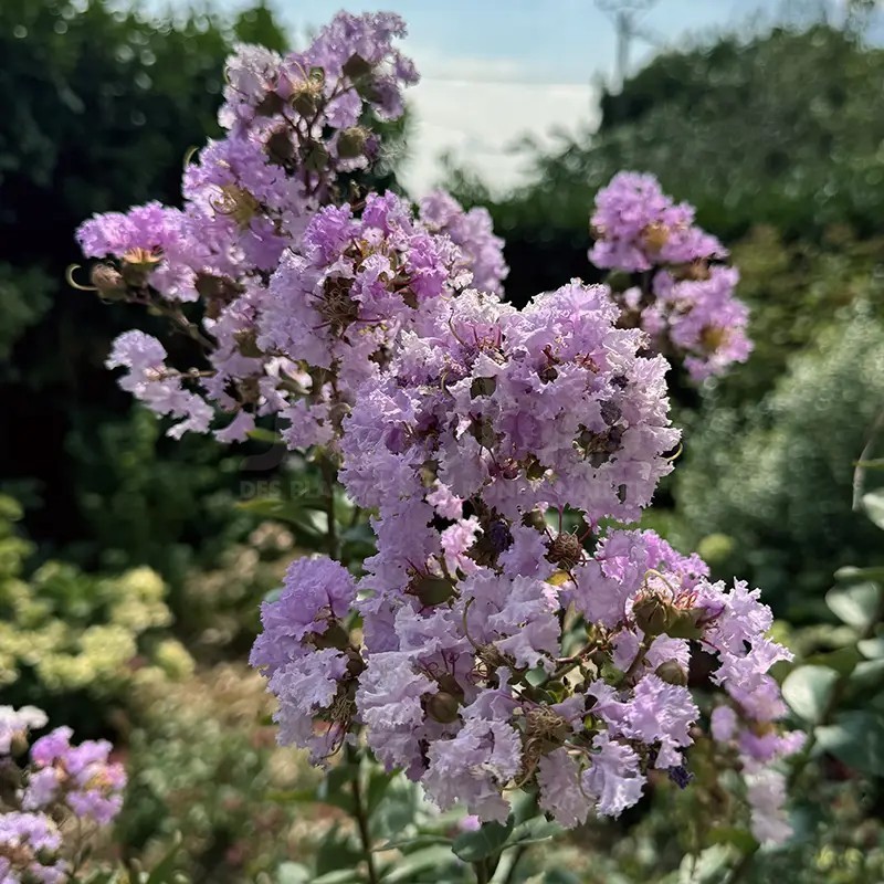 Lagerstroemia indica 'Violet Filli'