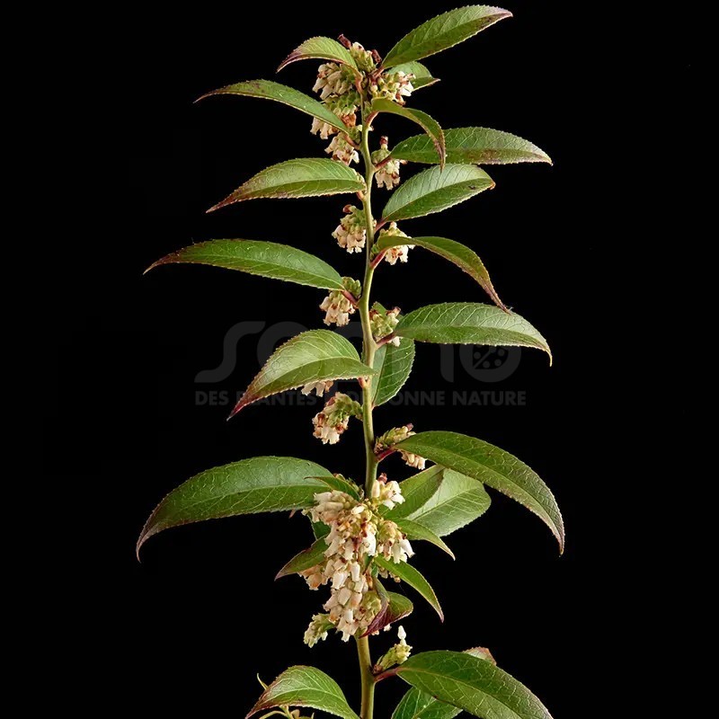 Leucothoe axillaris MAGICAL® 'ReJoyce'