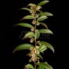 Leucothoe axillaris MAGICAL® 'ReJoyce'