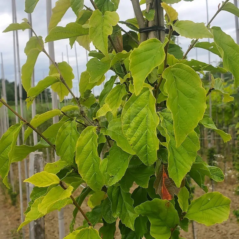 Parrotia persica Golden Bell Tower® 'Chrishaven1'