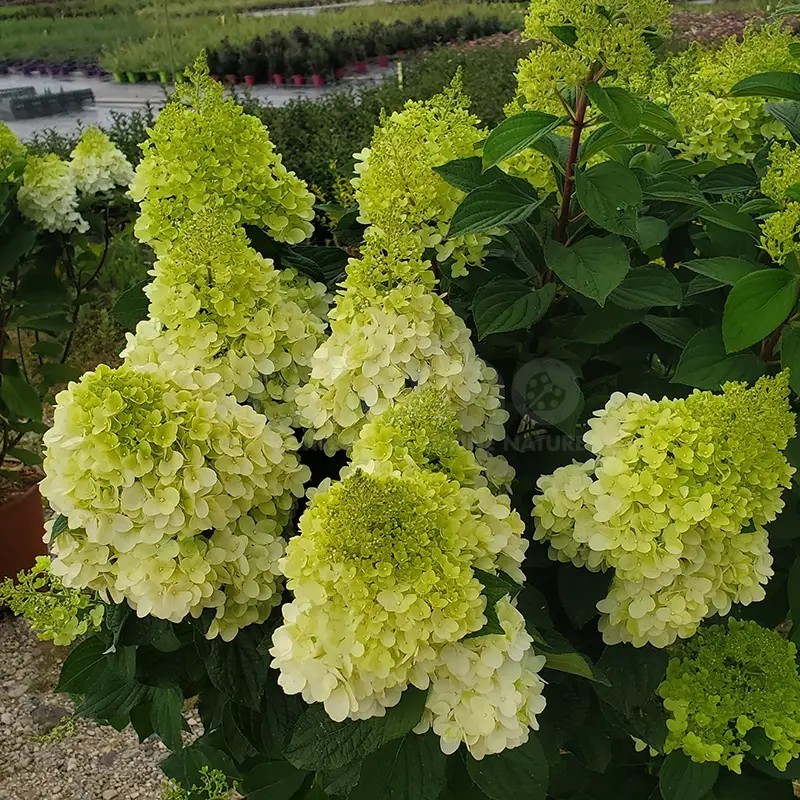 Hydrangea paniculata Living Colourful Cocktail® 'LCNO15'