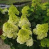 Hydrangea paniculata Living Colourful Cocktail® 'LCNO15'