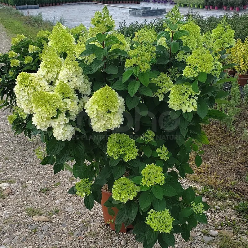 Hydrangea paniculata Living Colourful Cocktail® 'LCNO15'