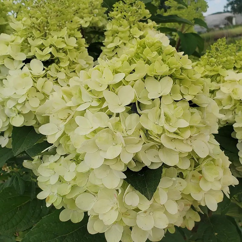 Hydrangea paniculata Living Colourful Cocktail® 'LCNO15'