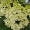 Hydrangea paniculata Living Colourful Cocktail® 'LCNO15'